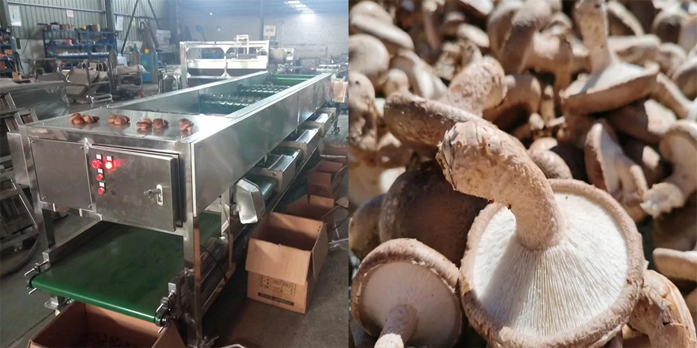 product-1000-500